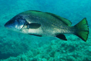 Riba gorny Riba gorny